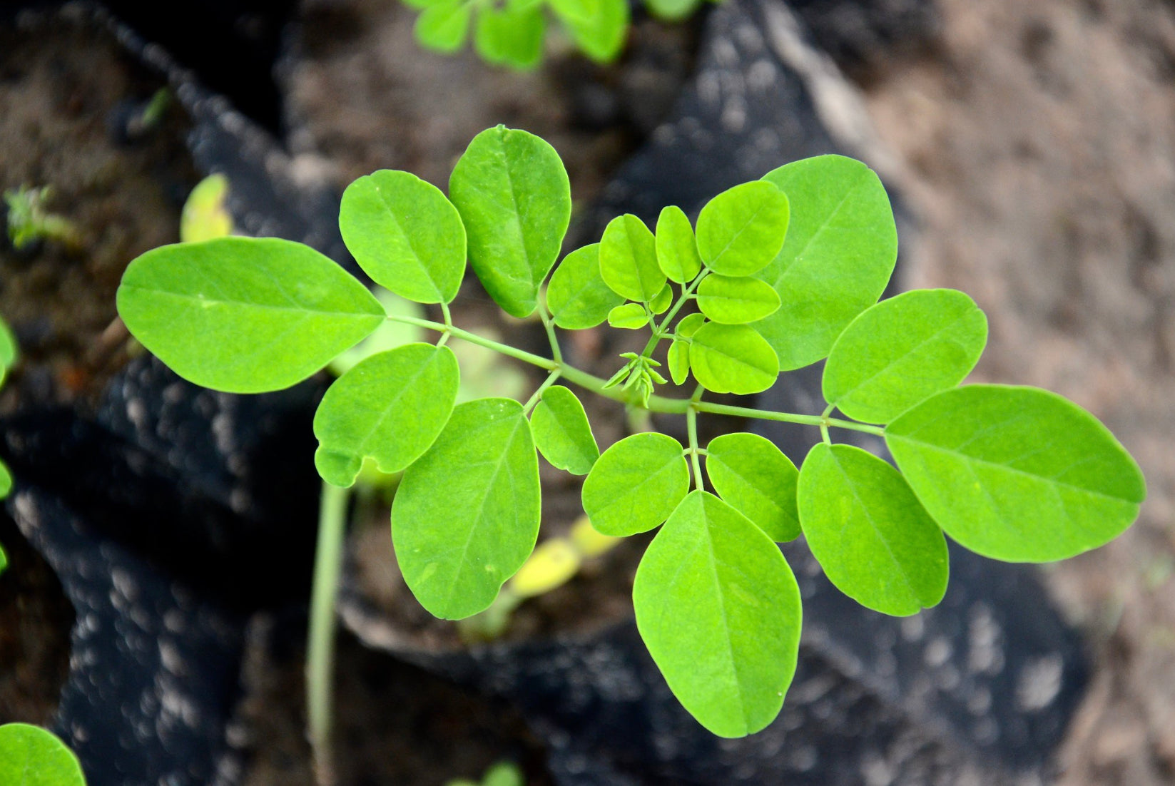 Moringa